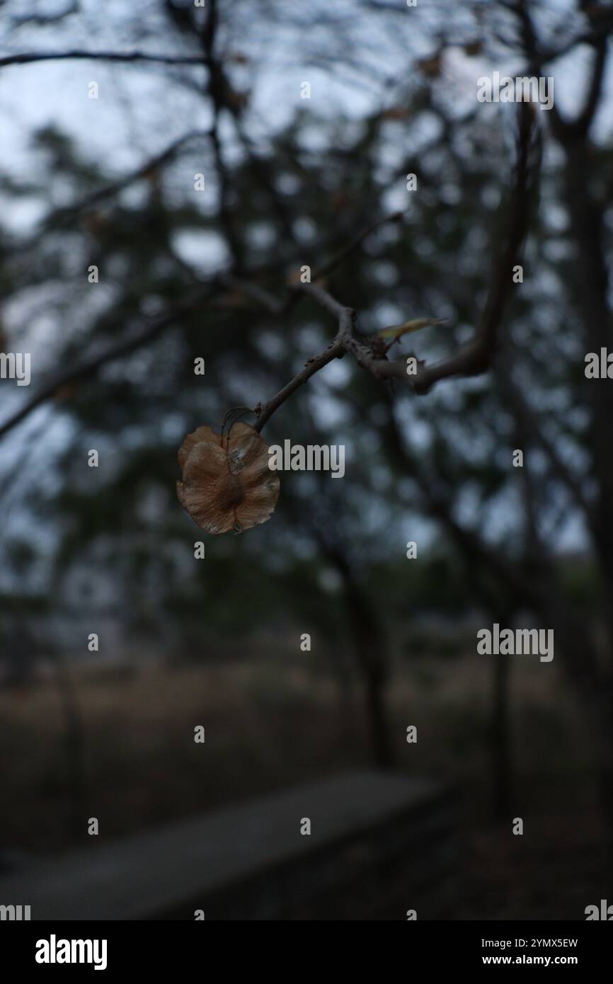 Macro natura Foto Stock