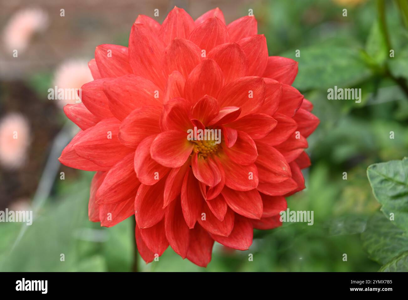 Fiori autunnali rosso arancio vivo di ninfee dahlia taratahi ruby in UK Garden ottobre Foto Stock