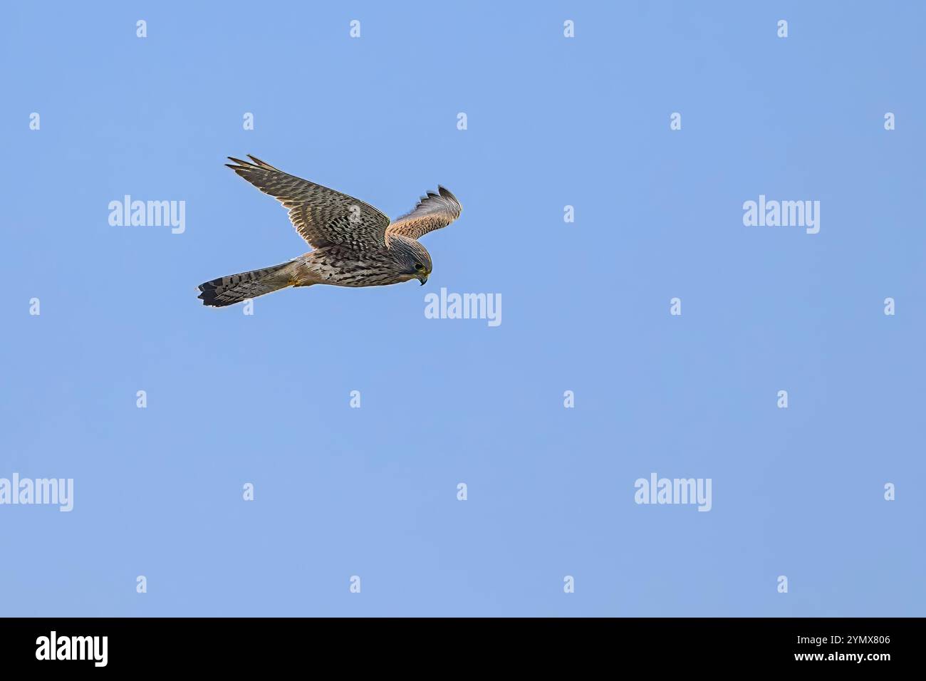 Gheppio comune (Falco tinnunculus) di Sjelland, Denmak, Foto Stock Gheppio comune (Falco tinnunculus) di Sjelland, Denmak, Foto Stock