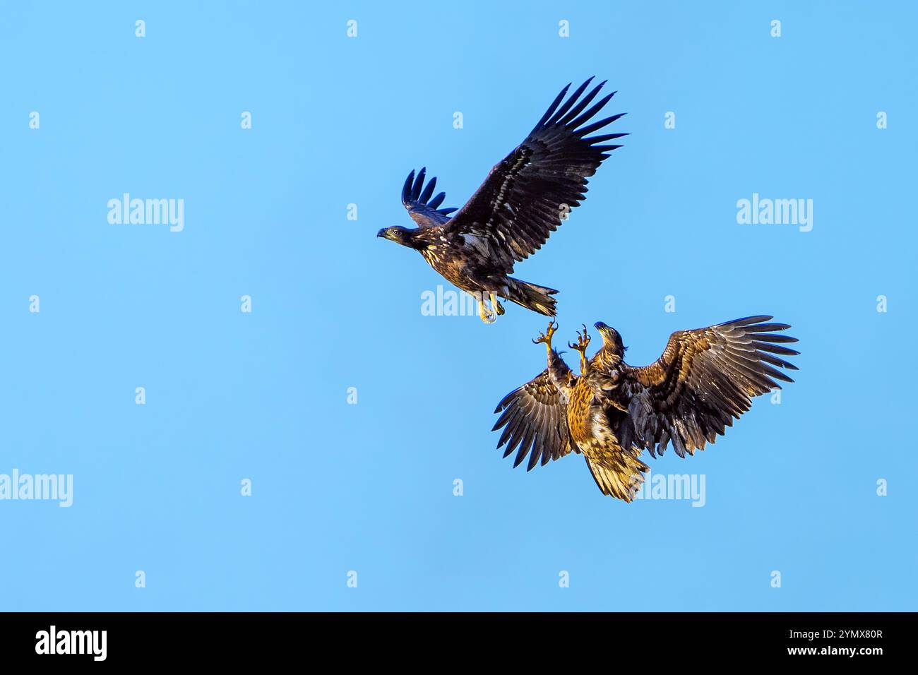 Due aquile di mare dalla coda bianca (Haliaeetus albicilla) combattono durante il volo. Foto Stock