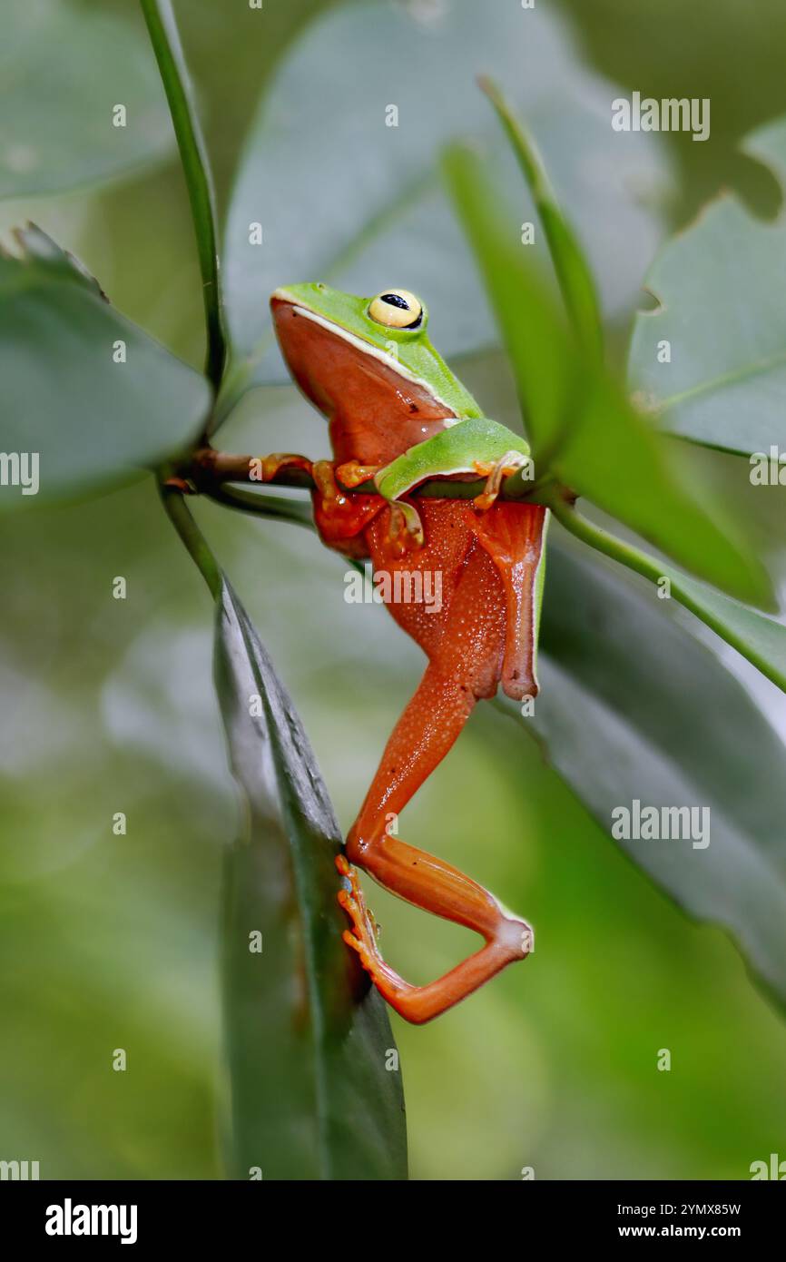 Una vivace rana arancione (Zhangixalus aurantiventris) con un dorso liscio e verde scuro e pancia arancione-rossa arroccata su un ramo. New Taipei City, Foto Stock