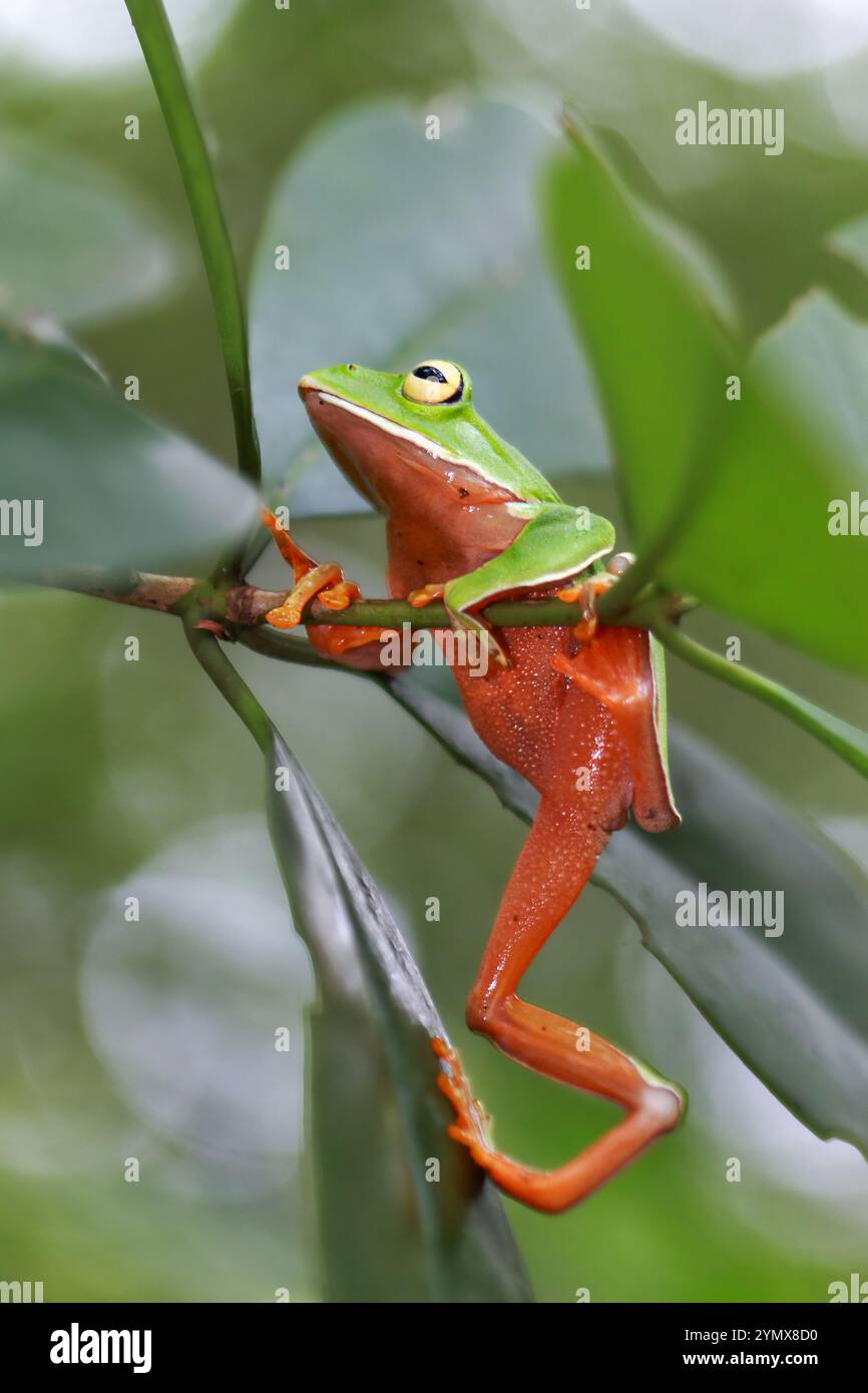 Una vivace rana arancione (Zhangixalus aurantiventris) con un dorso liscio e verde scuro e pancia arancione-rossa arroccata su un ramo. New Taipei City, Foto Stock
