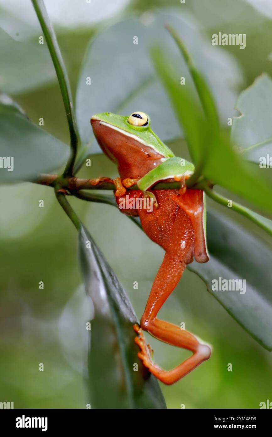 Una vivace rana arancione (Zhangixalus aurantiventris) con un dorso liscio e verde scuro e pancia arancione-rossa arroccata su un ramo. New Taipei City, Foto Stock