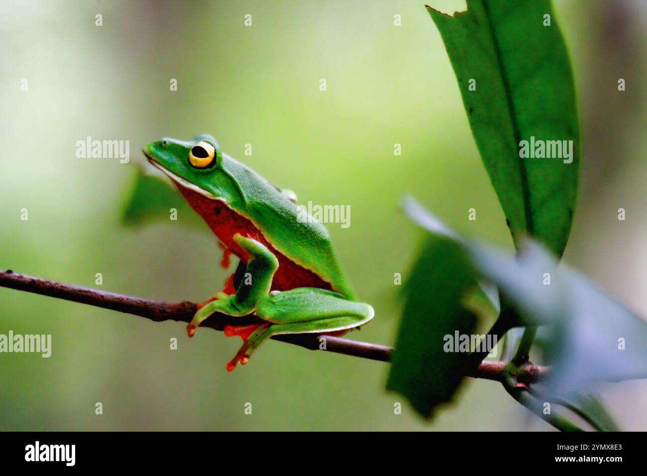 Una vivace rana arancione (Zhangixalus aurantiventris) con un dorso liscio e verde scuro e pancia arancione-rossa arroccata su un ramo. New Taipei City, Foto Stock