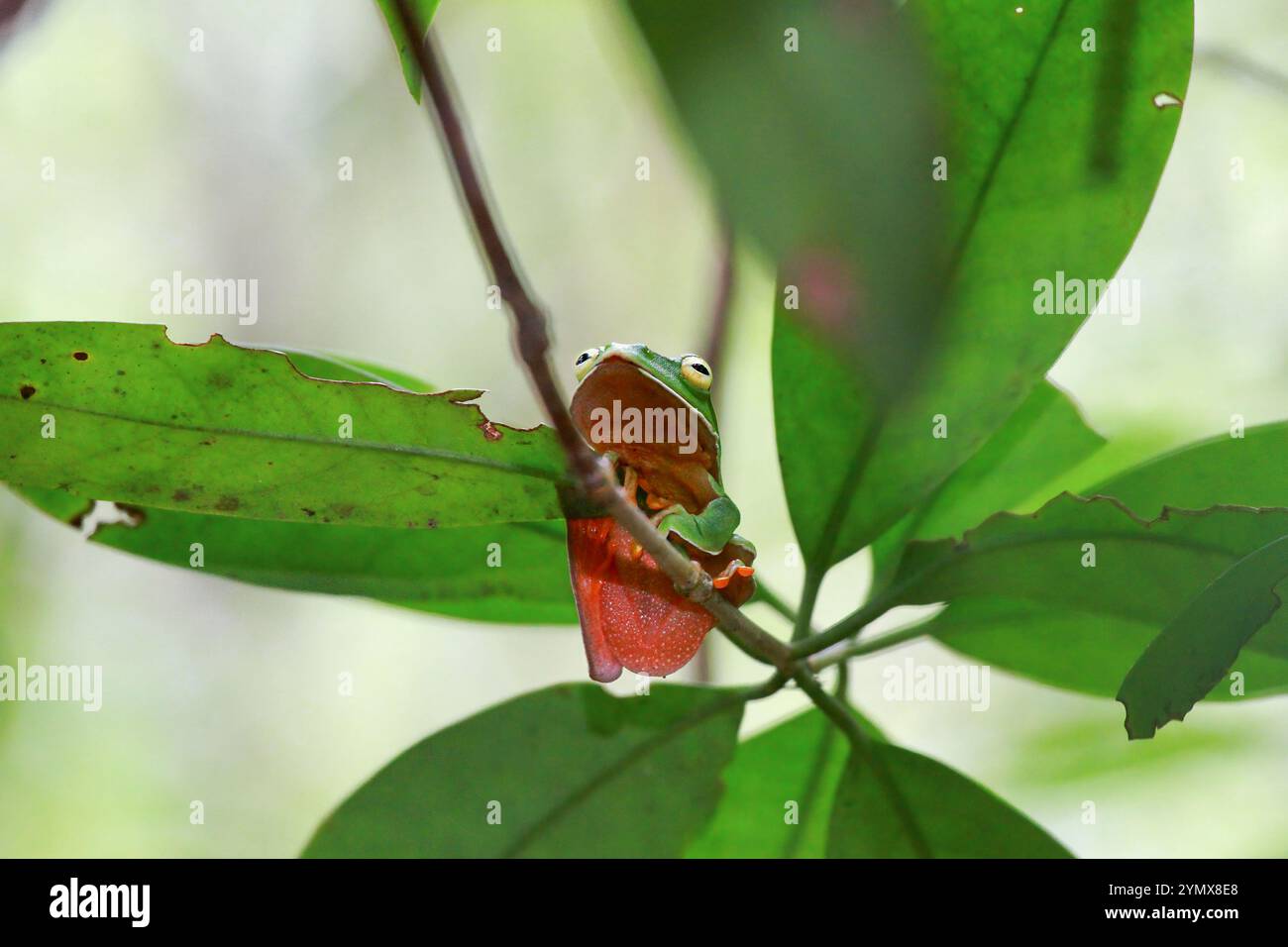Una vivace rana arancione (Zhangixalus aurantiventris) con un dorso liscio e verde scuro e pancia arancione-rossa arroccata su un ramo. New Taipei City, Foto Stock
