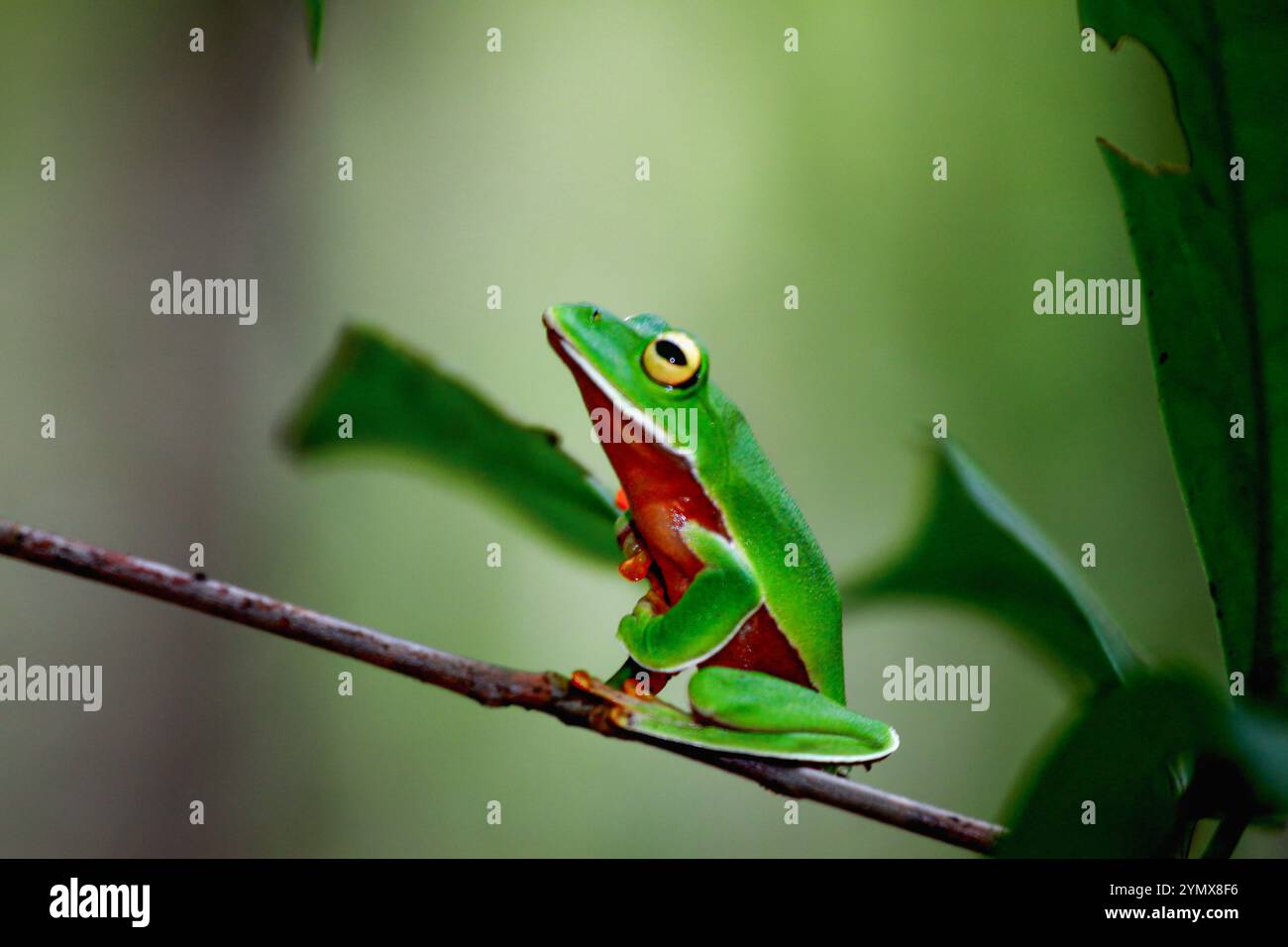Una vivace rana arancione (Zhangixalus aurantiventris) con un dorso liscio e verde scuro e pancia arancione-rossa arroccata su un ramo. New Taipei City, Foto Stock