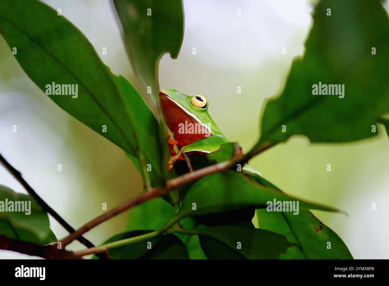 Una vivace rana arancione (Zhangixalus aurantiventris) con un dorso liscio e verde scuro e pancia arancione-rossa arroccata su un ramo. New Taipei City, Foto Stock