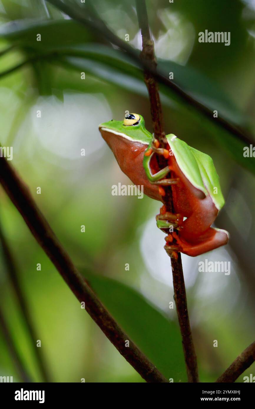 Una vivace rana arancione (Zhangixalus aurantiventris) con un dorso liscio e verde scuro e pancia arancione-rossa arroccata su un ramo. New Taipei City, Foto Stock