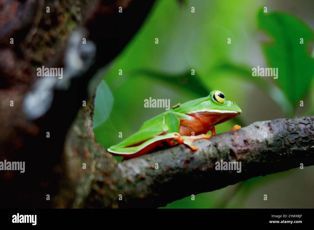 Una vivace rana arancione (Zhangixalus aurantiventris) con un dorso liscio e verde scuro e pancia arancione-rossa arroccata su un ramo. New Taipei City, Foto Stock