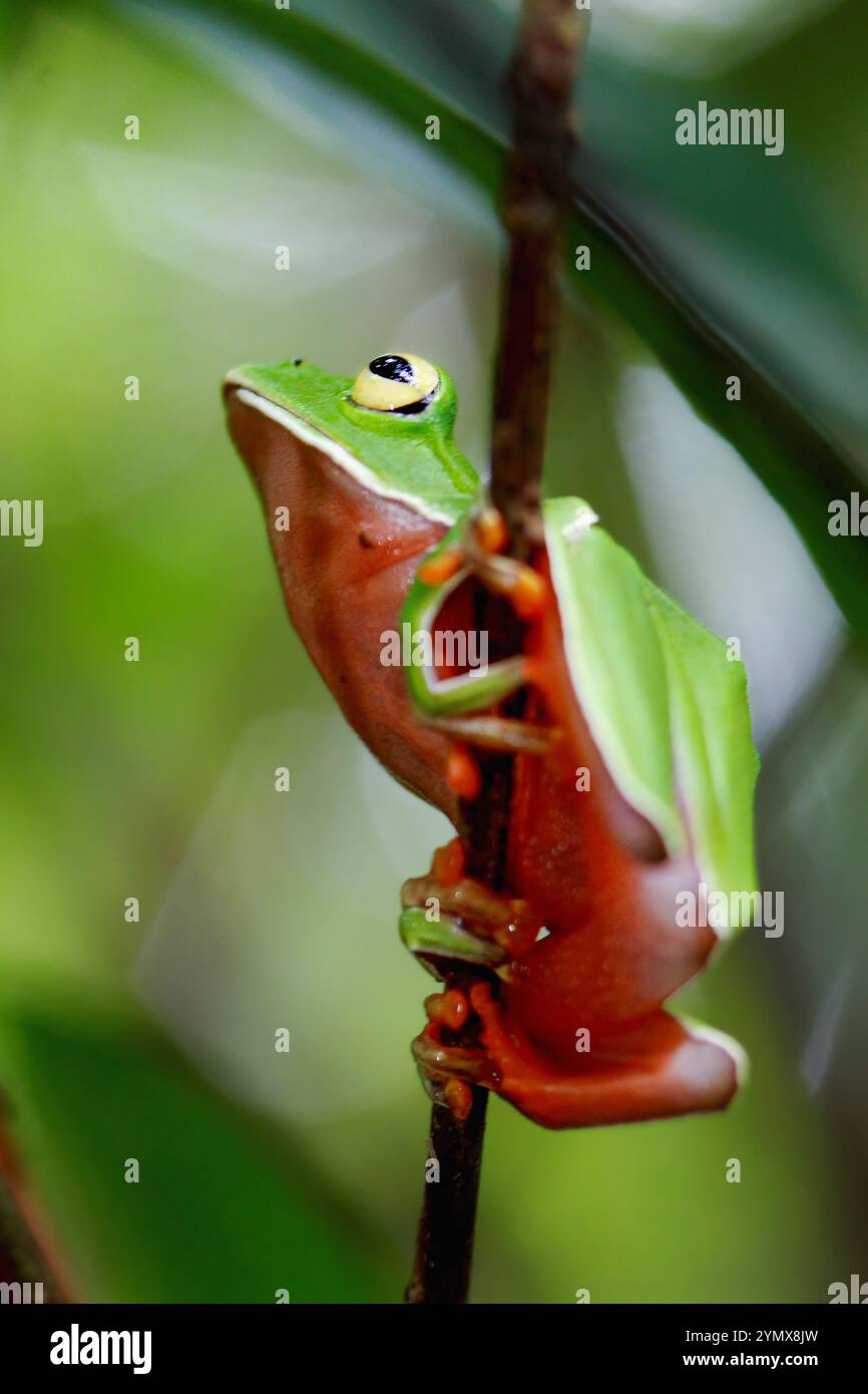 Una vivace rana arancione (Zhangixalus aurantiventris) con un dorso liscio e verde scuro e pancia arancione-rossa arroccata su un ramo. New Taipei City, Foto Stock