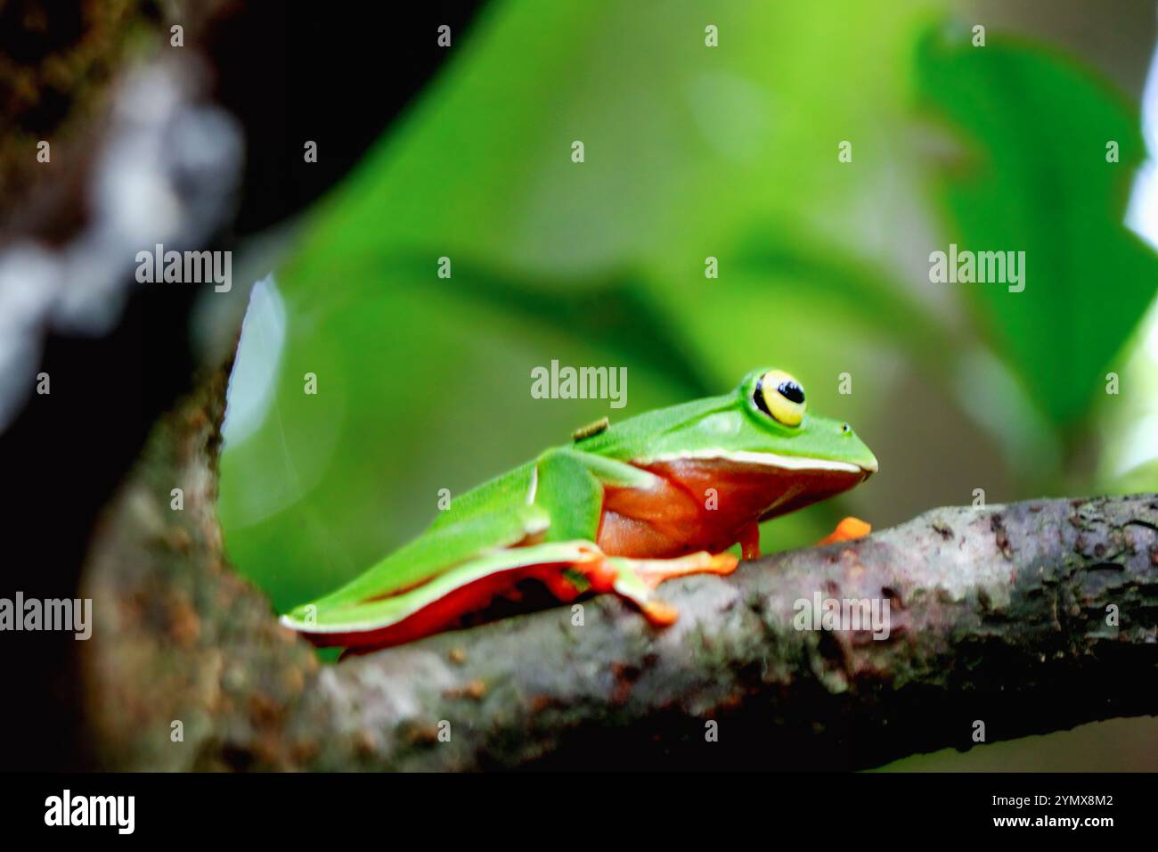 Una vivace rana arancione (Zhangixalus aurantiventris) con un dorso liscio e verde scuro e pancia arancione-rossa arroccata su un ramo. New Taipei City, Foto Stock