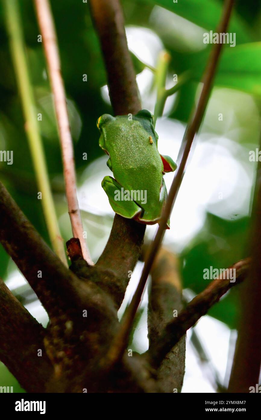 Una vivace rana arancione (Zhangixalus aurantiventris) con un dorso liscio e verde scuro e pancia arancione-rossa arroccata su un ramo. New Taipei City, Foto Stock
