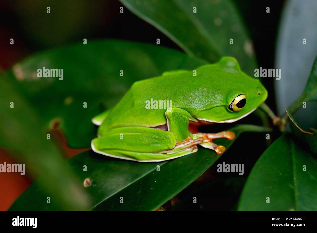 Una vivace rana arancione (Zhangixalus aurantiventris) con un dorso liscio e verde scuro e pancia arancione-rossa arroccata su un ramo. New Taipei City, Foto Stock