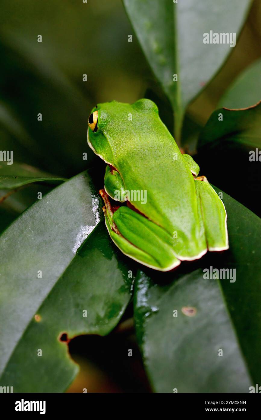 Una vivace rana arancione (Zhangixalus aurantiventris) con un dorso liscio e verde scuro e pancia arancione-rossa arroccata su un ramo. New Taipei City, Foto Stock