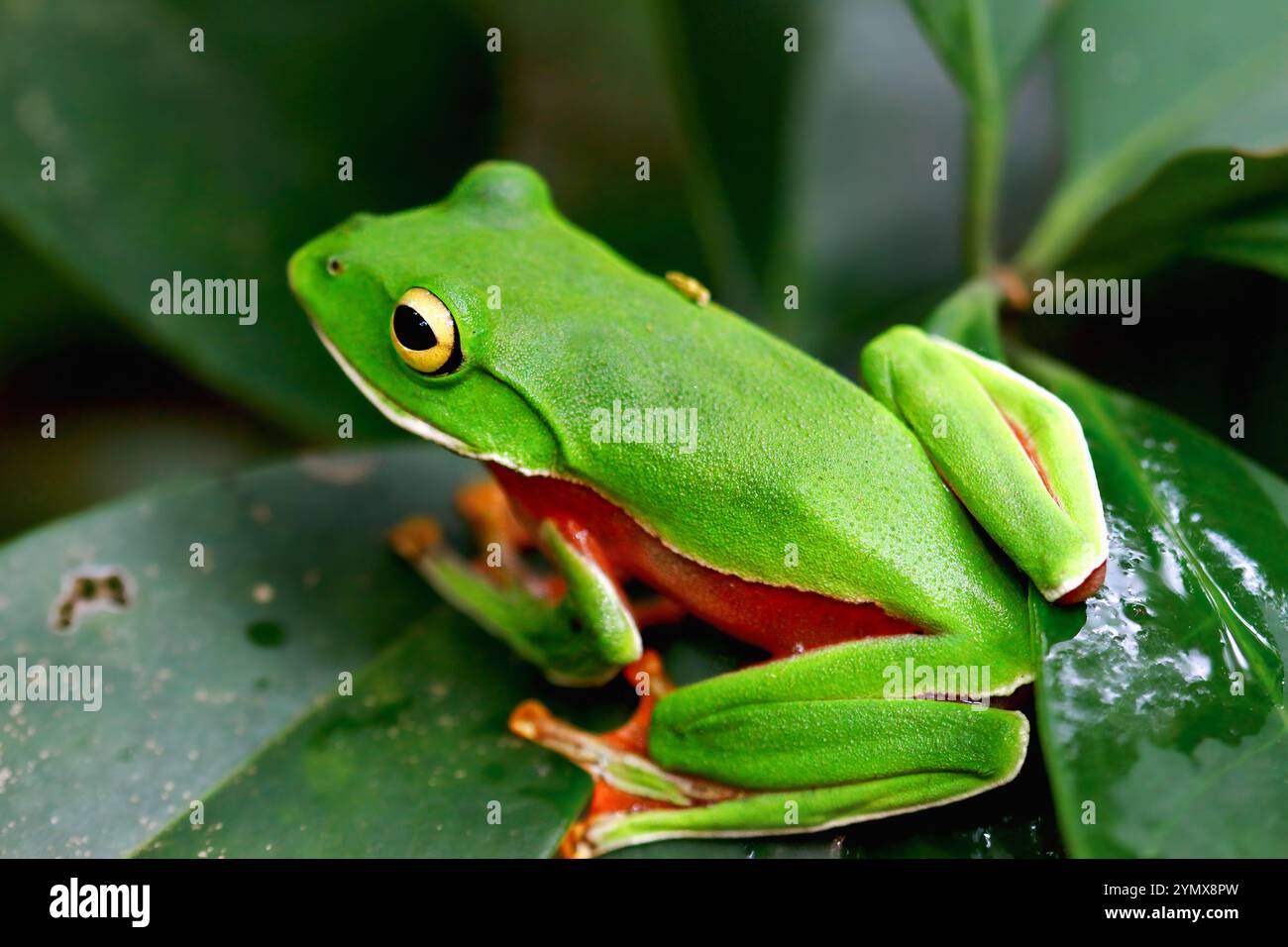 Una vivace rana arancione (Zhangixalus aurantiventris) con un dorso liscio e verde scuro e pancia arancione-rossa arroccata su un ramo. New Taipei City, Foto Stock