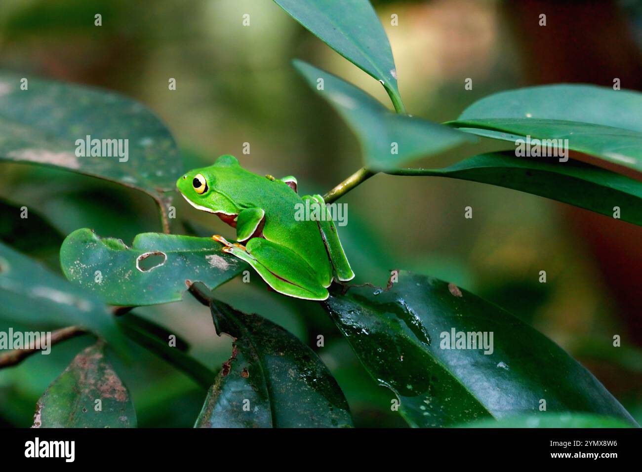 Una vivace rana arancione (Zhangixalus aurantiventris) con un dorso liscio e verde scuro e pancia arancione-rossa arroccata su un ramo. New Taipei City, Foto Stock