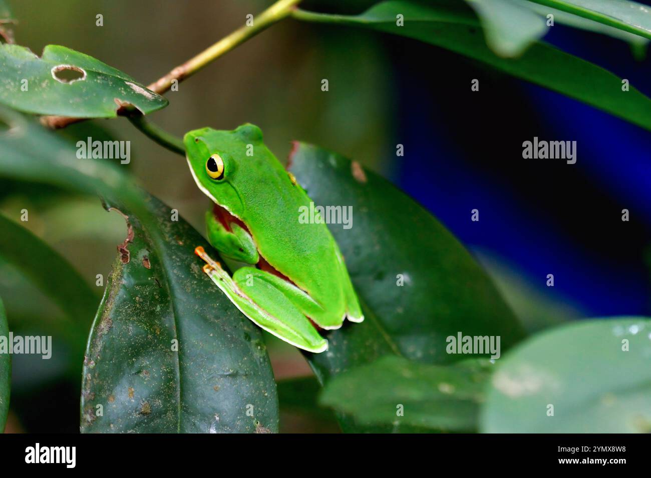 Una vivace rana arancione (Zhangixalus aurantiventris) con un dorso liscio e verde scuro e pancia arancione-rossa arroccata su un ramo. New Taipei City, Foto Stock