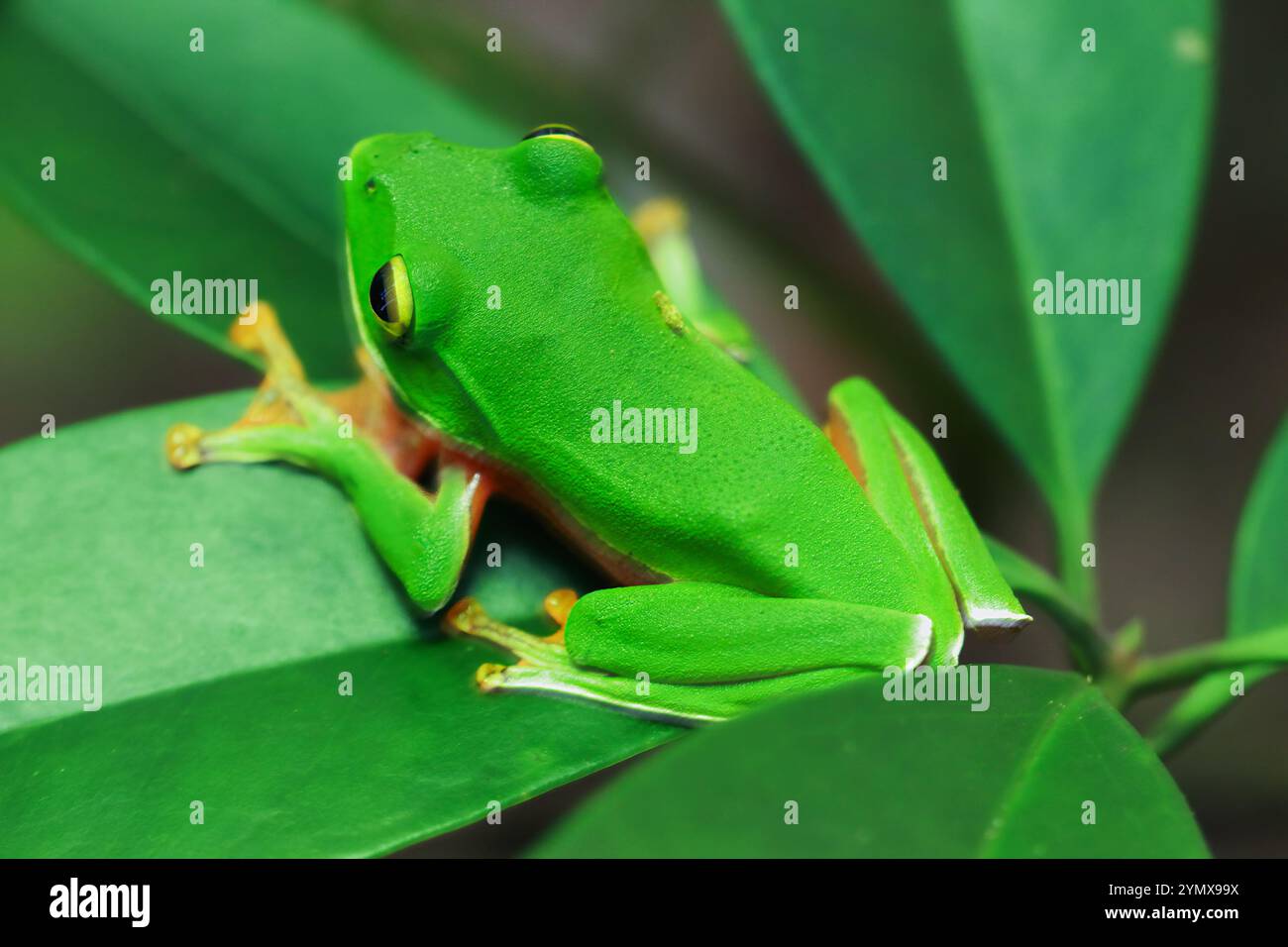 Una vivace rana arancione (Zhangixalus aurantiventris) con un dorso liscio e verde scuro e pancia arancione-rossa arroccata su un ramo. New Taipei City, Foto Stock