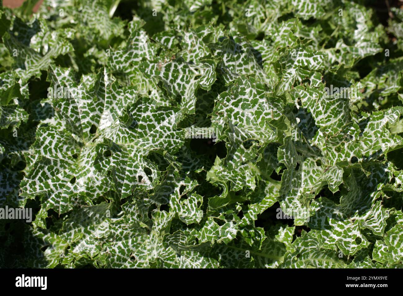 Marian Thistle, Mary Thistle, Saint Mary's Thistle, Mediterranean Milk Thistle, Variegated Thistle o Scotch Thistle, Silybum marianum, Asteraceae. Foto Stock