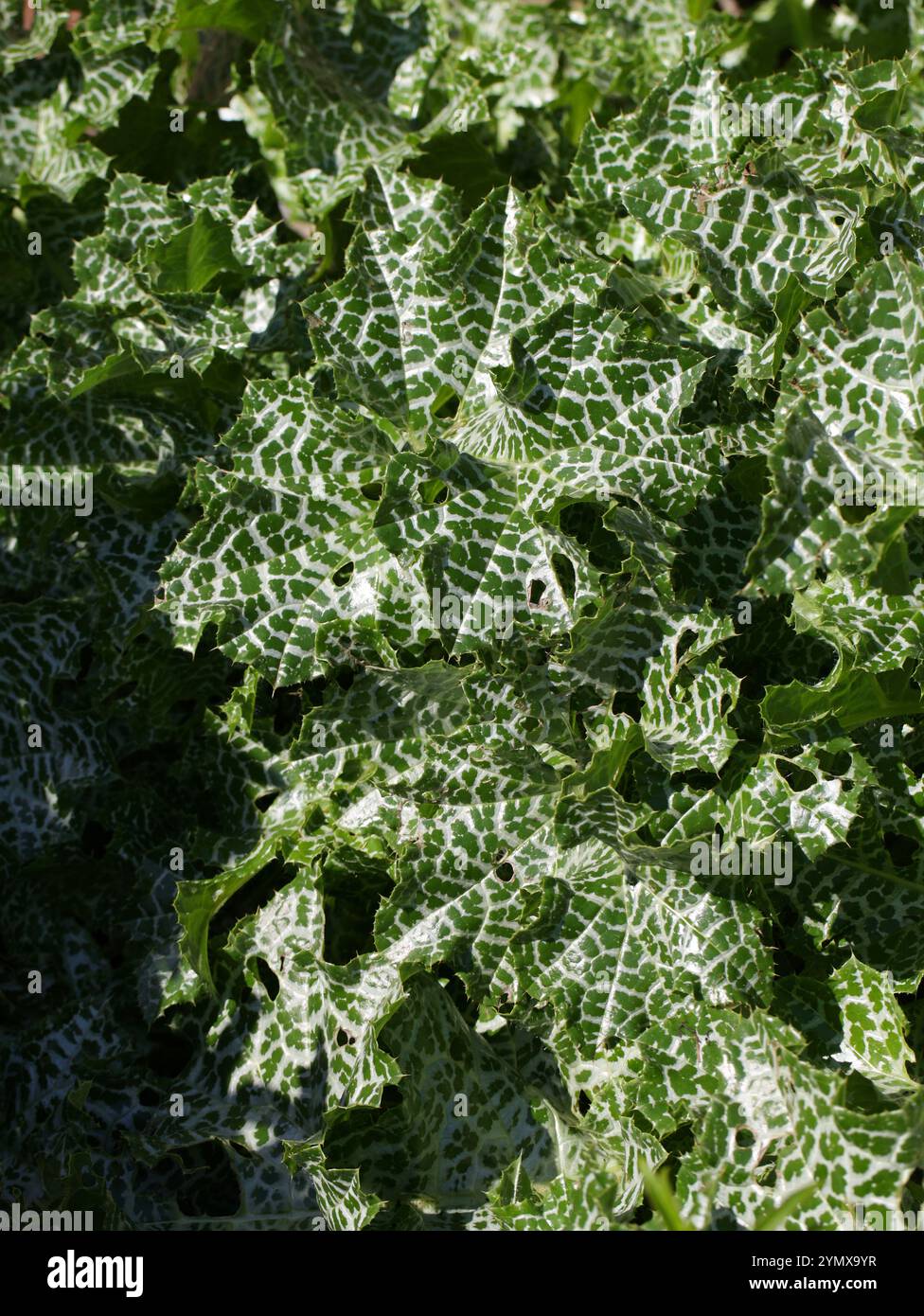 Marian Thistle, Mary Thistle, Saint Mary's Thistle, Mediterranean Milk Thistle, Variegated Thistle o Scotch Thistle, Silybum marianum, Asteraceae. Foto Stock