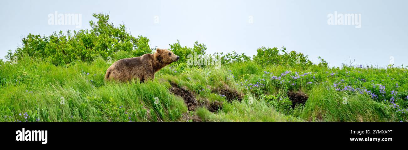 L'orso bruno guarda su una cresta erbosa Foto Stock