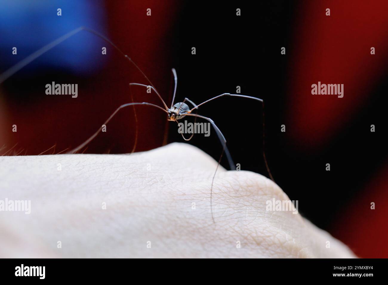 Un ragno con le gambe lunghe di papà viene catturato nei dettagli mentre si appoggia delicatamente sulla pelle. Con strutture complesse e illuminazione naturale, Wulai, New Ta Foto Stock