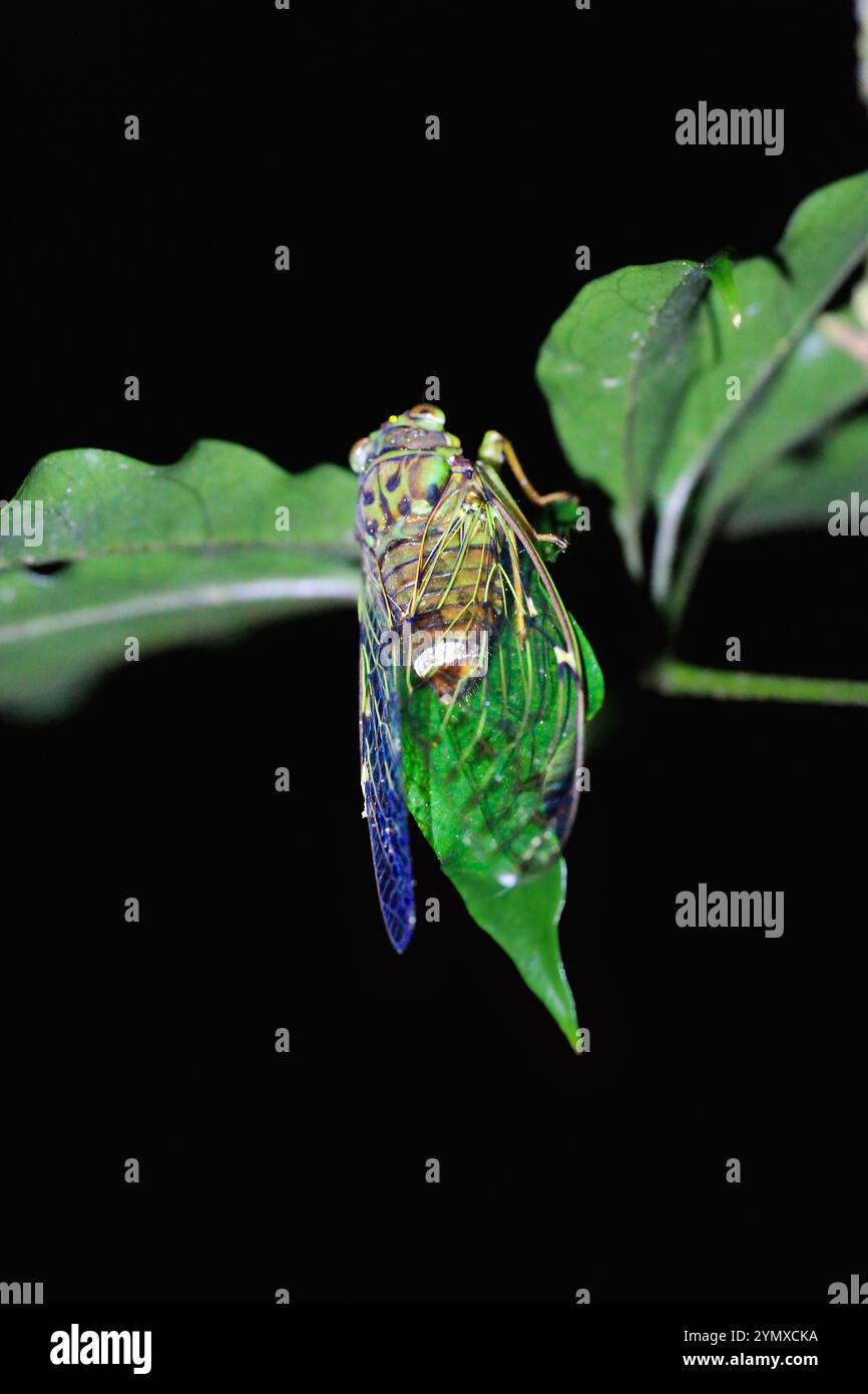 Una cicada dalla faccia verde (Euterpnosia viridifrons) poggia su una foglia di notte. Ha un torace marrone-giallastro con sette strisce longitudinali e due piccole Foto Stock