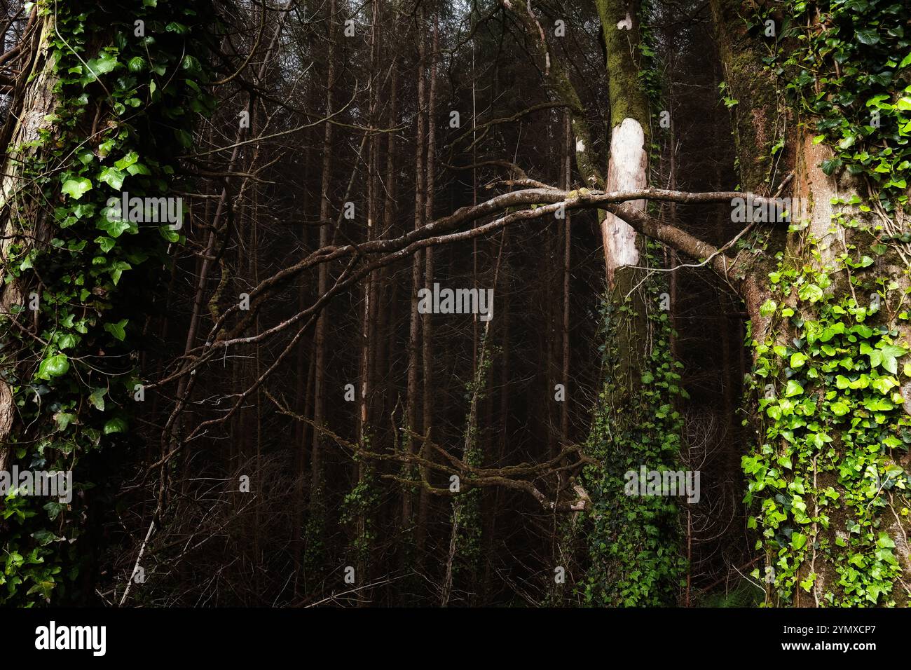 Una scena boschiva mette in mostra alberi alti e sottili. L'edera si vede salire sui tronchi di alcuni alberi. Foto Stock
