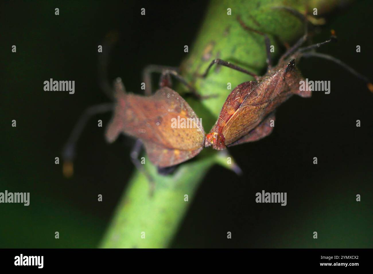 Un primo piano di accoppiamenti di Stink Bugs (Cletus schmidti) su una foglia. Gli insetti hanno un pronotum ampio, con punte, con an laterale curvato verso l'alto Foto Stock