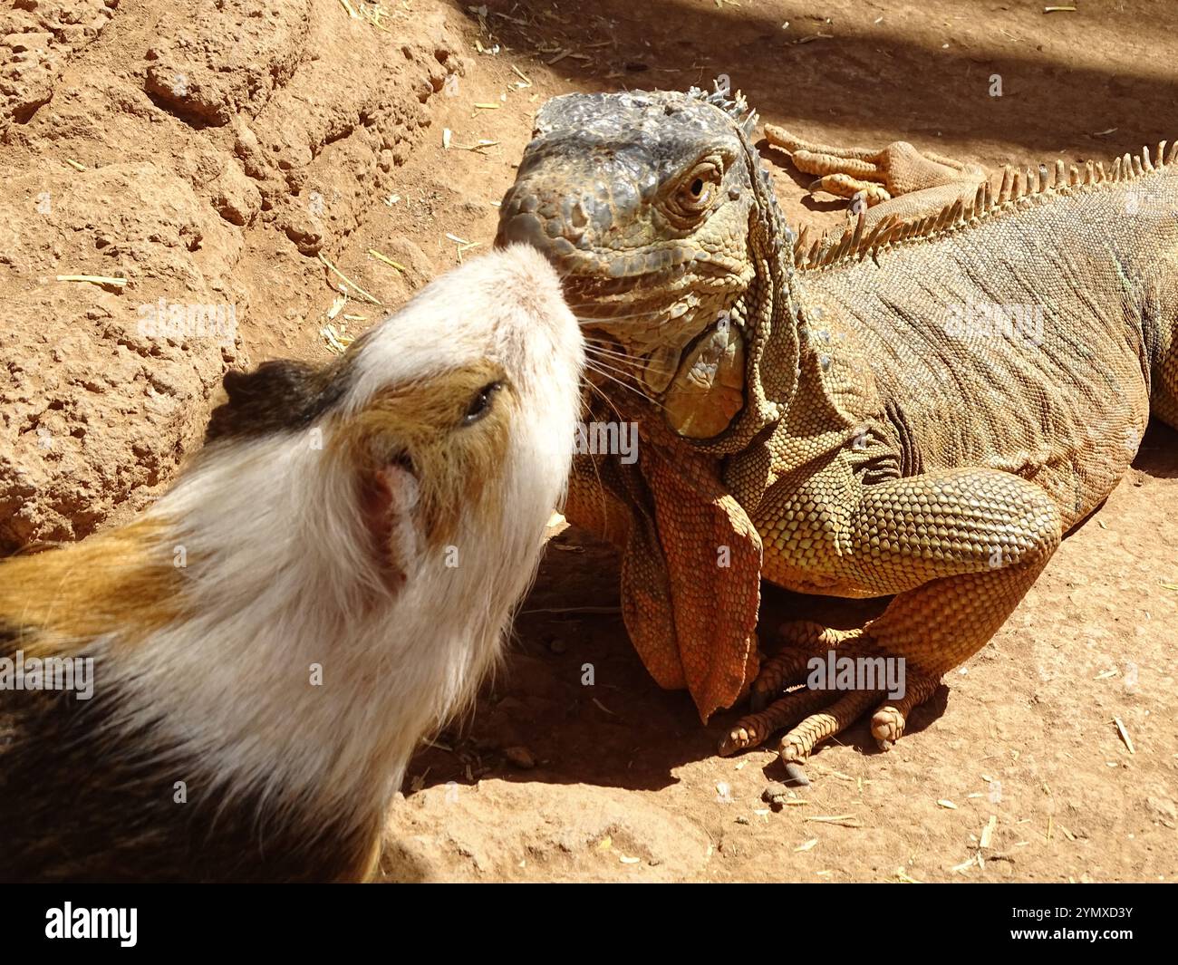 Ritratto di una cavia e di un lizzard che condividono l'amore con un bacio, ritratto di un animale, diffondono l'amore Foto Stock