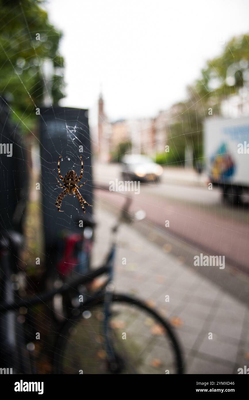 Spider ha creato una rete in un ambiente urbano ad Amsterdam Foto Stock