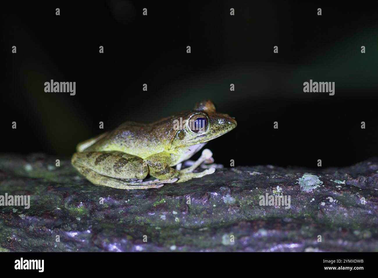 Rana bruna (Buergeria robusta) con buccia marrone liscia e pancia granulare bianca su un tronco. Gli arti della rana hanno fasce orizzontali e punta grande Foto Stock