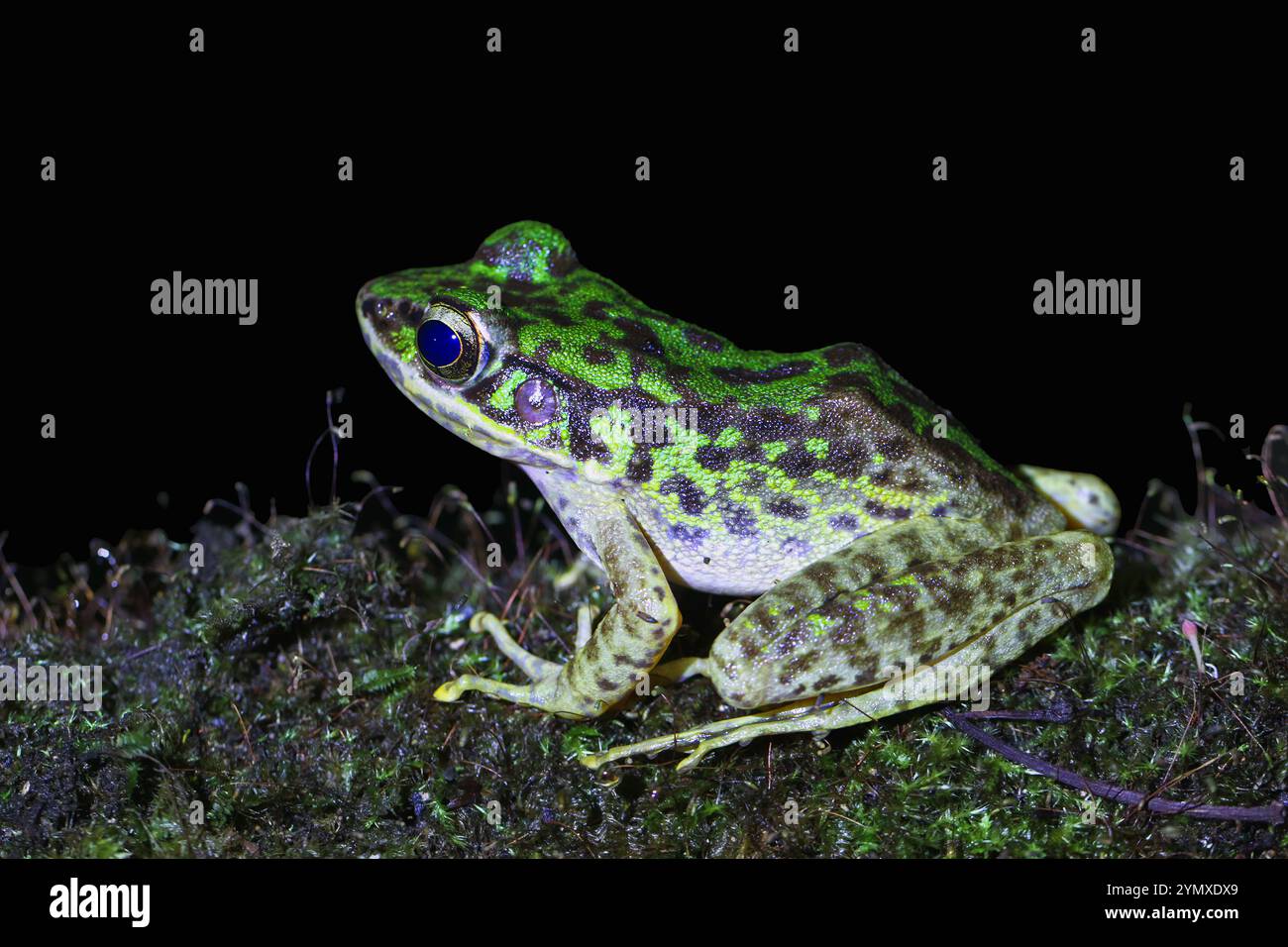 Un primo piano di una rana di Swinhoe (Odorrana swinhoana) con un verde e marrone macchiato sulla schiena. La pelle liscia della rana ha piccole verruche e granuli Foto Stock