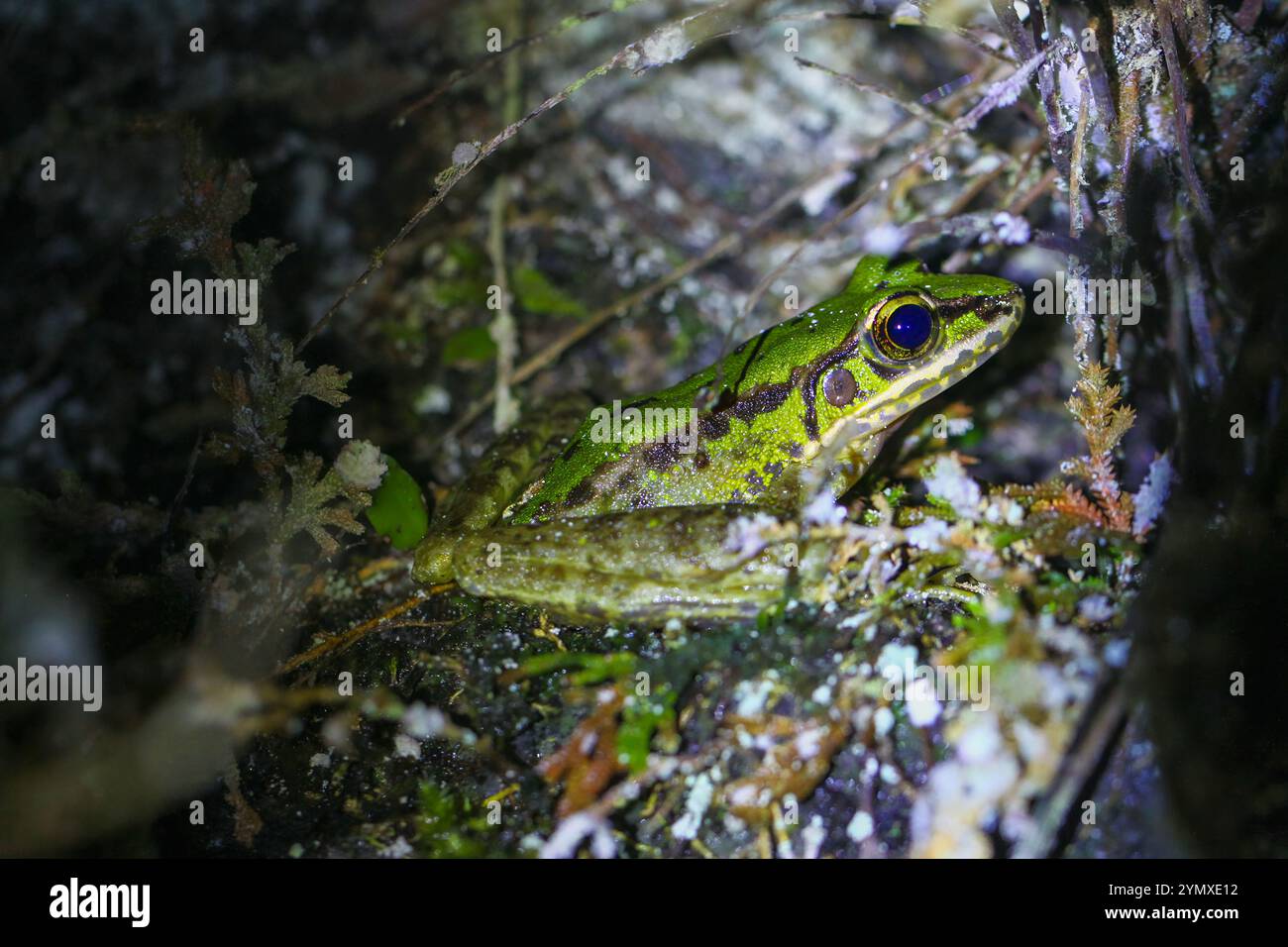 Un primo piano di una rana di Swinhoe (Odorrana swinhoana) con un verde e marrone macchiato sulla schiena. La pelle liscia della rana ha piccole verruche e granuli Foto Stock