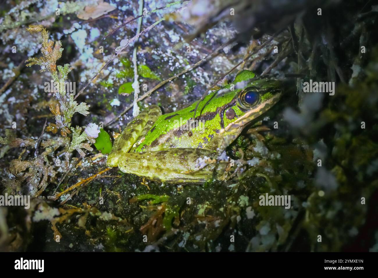 Un primo piano di una rana di Swinhoe (Odorrana swinhoana) con un verde e marrone macchiato sulla schiena. La pelle liscia della rana ha piccole verruche e granuli Foto Stock