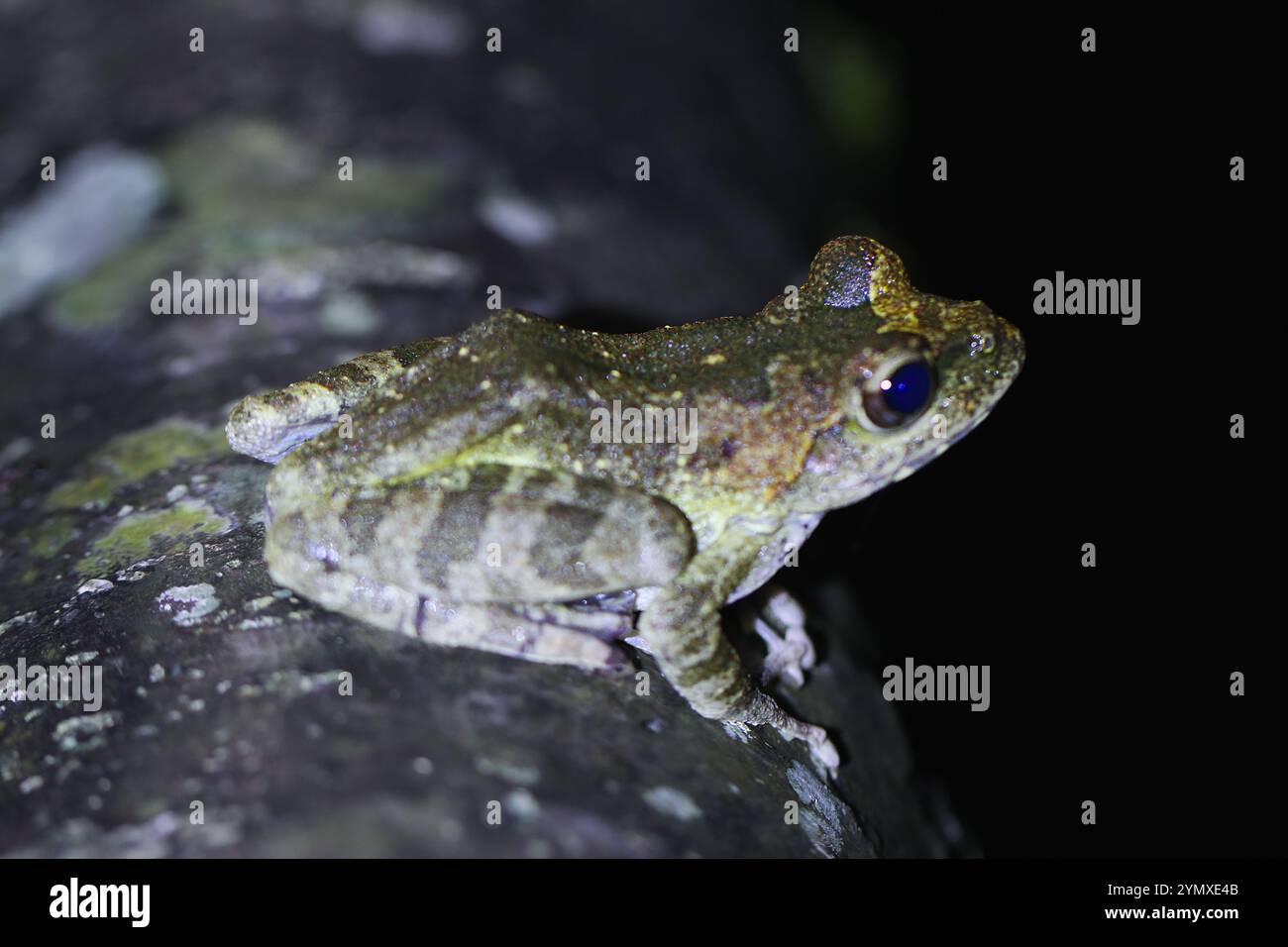 Un primo piano di una rana di Swinhoe (Odorrana swinhoana) con un verde e marrone macchiato sulla schiena. La pelle liscia della rana ha piccole verruche e granuli Foto Stock
