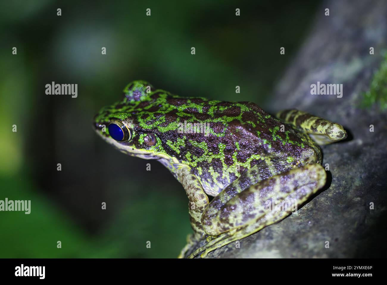 Un primo piano di una rana di Swinhoe (Odorrana swinhoana) con un verde e marrone macchiato sulla schiena. La pelle liscia della rana ha piccole verruche e granuli Foto Stock