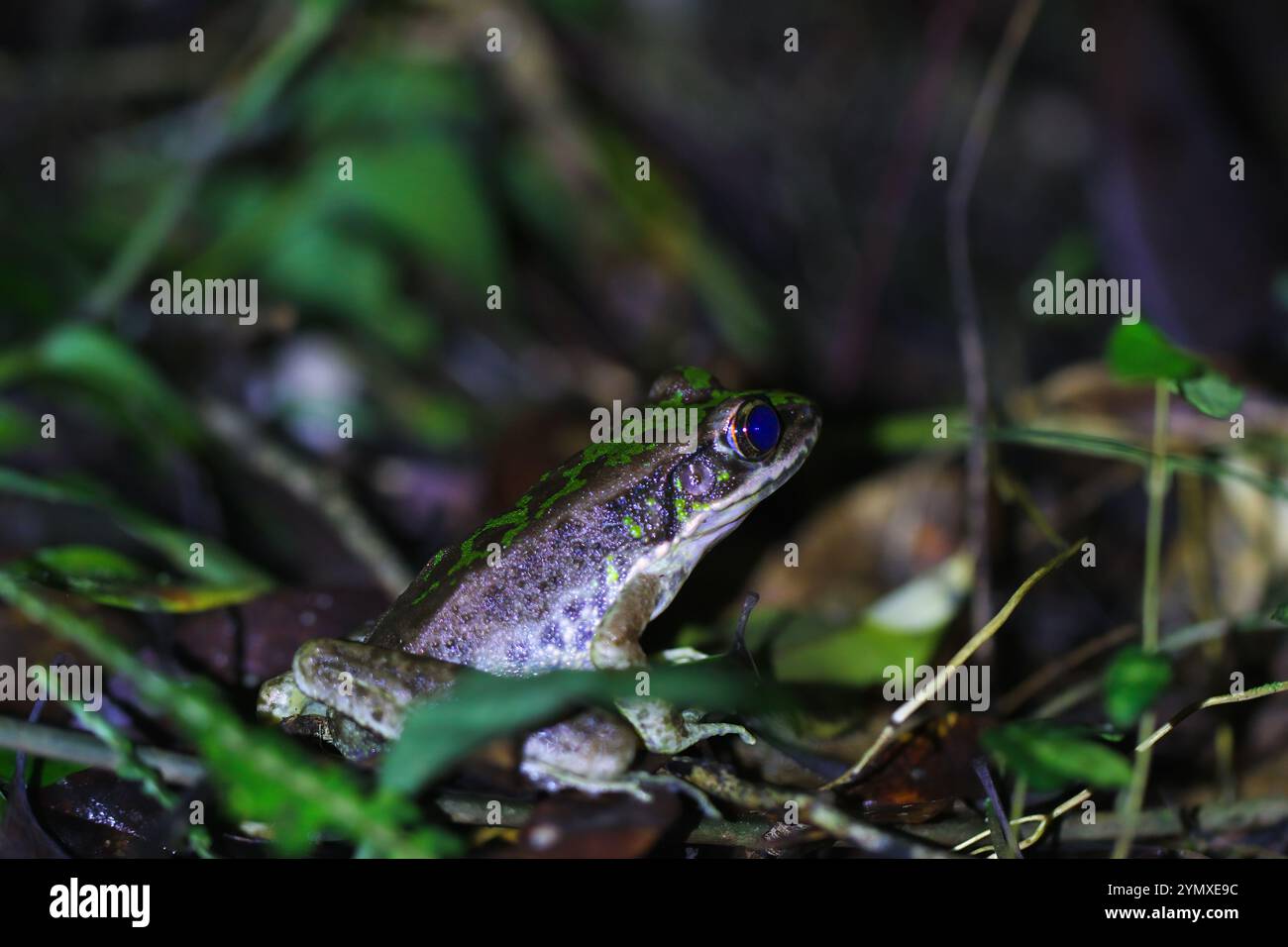 Rana di Swinhoe (Odorrana swinhoana) in habitat naturale. Presenta macchie verdi e marroni sulla schiena, pelle liscia con piccole verruche e marrone chiaro o gre Foto Stock