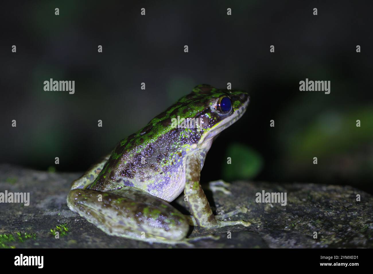Un primo piano di una rana di Swinhoe (Odorrana swinhoana) con un verde e marrone macchiato sulla schiena. La pelle liscia della rana ha piccole verruche e granuli Foto Stock