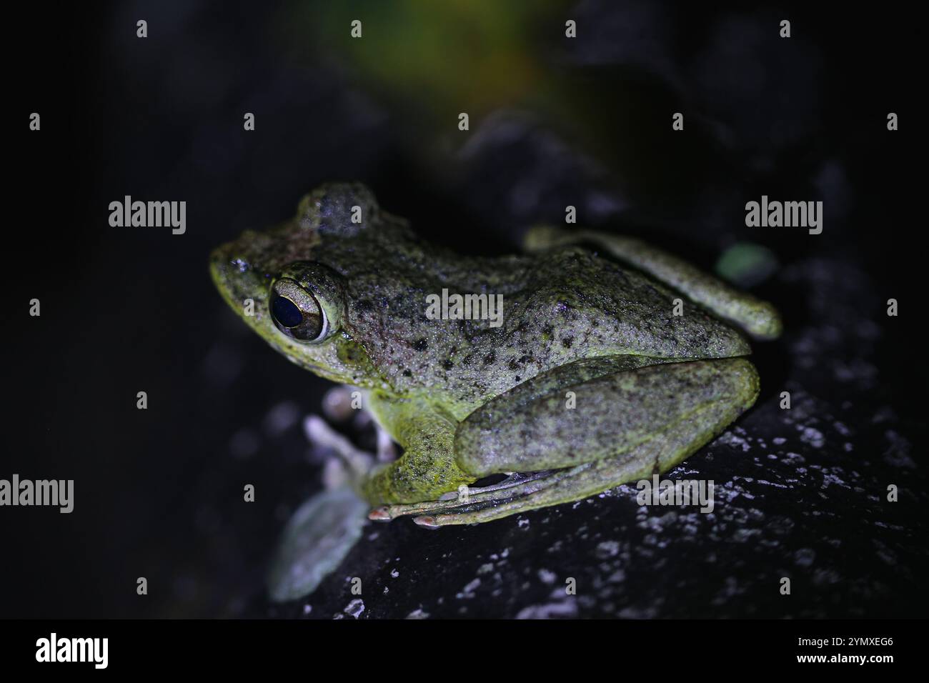 Un primo piano di una rana di Swinhoe (Odorrana swinhoana) con un verde e marrone macchiato sulla schiena. La pelle liscia della rana ha piccole verruche e granuli Foto Stock
