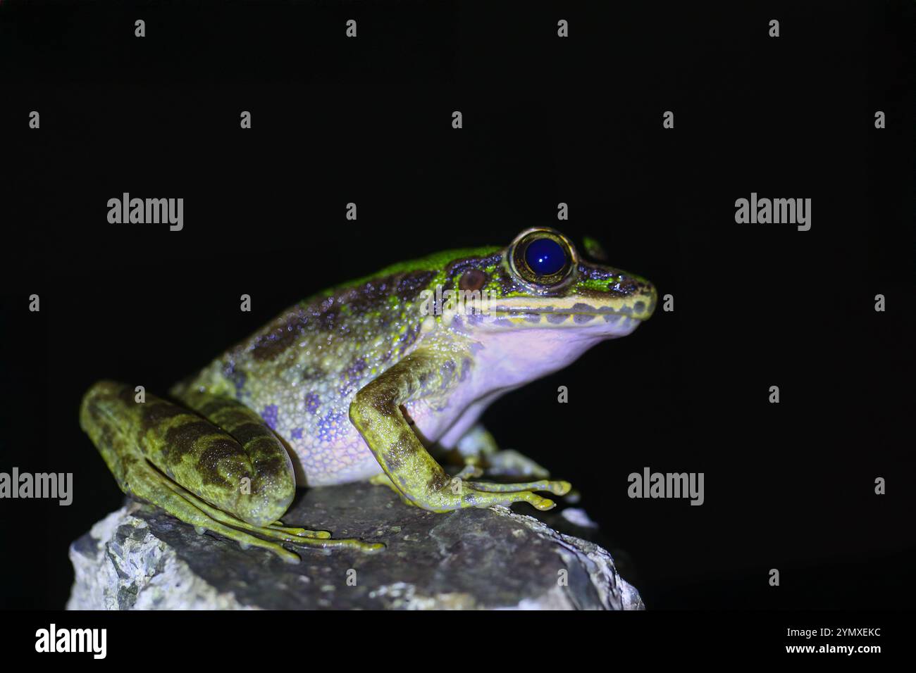 Un primo piano di una rana di Swinhoe (Odorrana swinhoana) con un verde e marrone macchiato sulla schiena. La pelle liscia della rana ha piccole verruche e granuli Foto Stock
