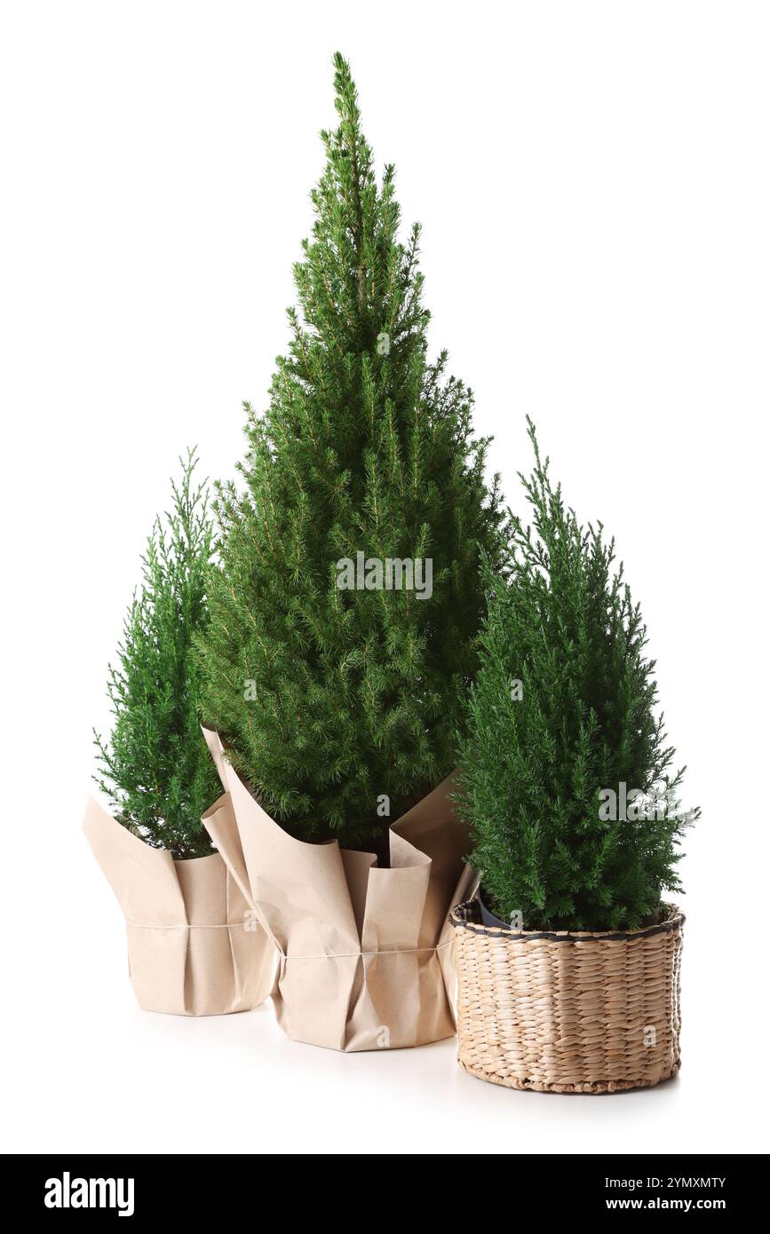 Tre piccoli abeti rossi isolati sul bianco Foto Stock