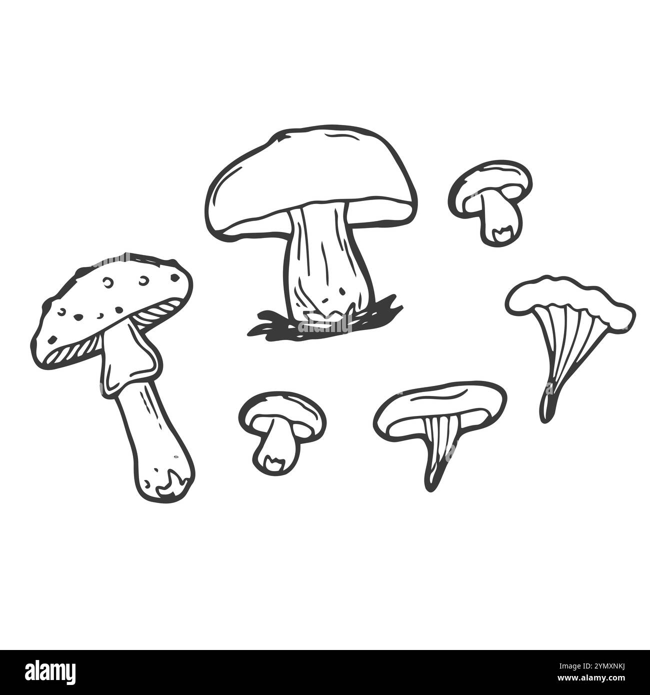 Funghi vettoriali e simboli della foresta su sfondo bianco. Set di funghi a forma di vettore disegnati a mano, doodles. Icone isolate su backgroun bianco per ricette, Illustrazione Vettoriale