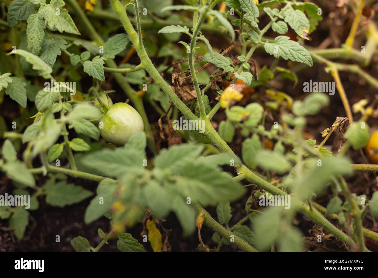 Sulla vite è presente un pomodoro verde con foglie sfocate che circondano la scena Foto Stock