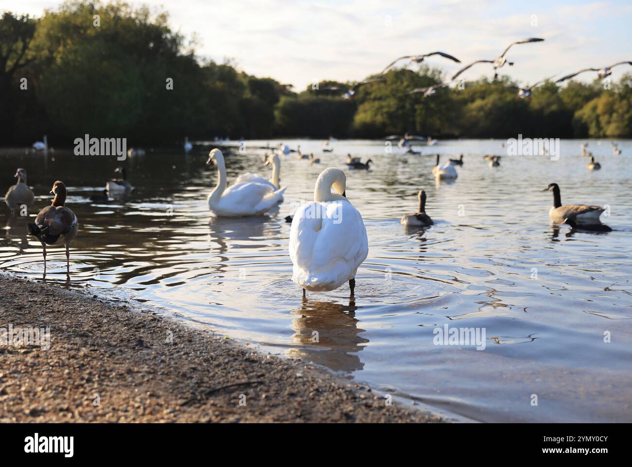 Hollow Pond, noto anche come Leyton Flats, frammento di Epping Forest nel nord di Leytonstone, ne Londra, Regno Unito Foto Stock