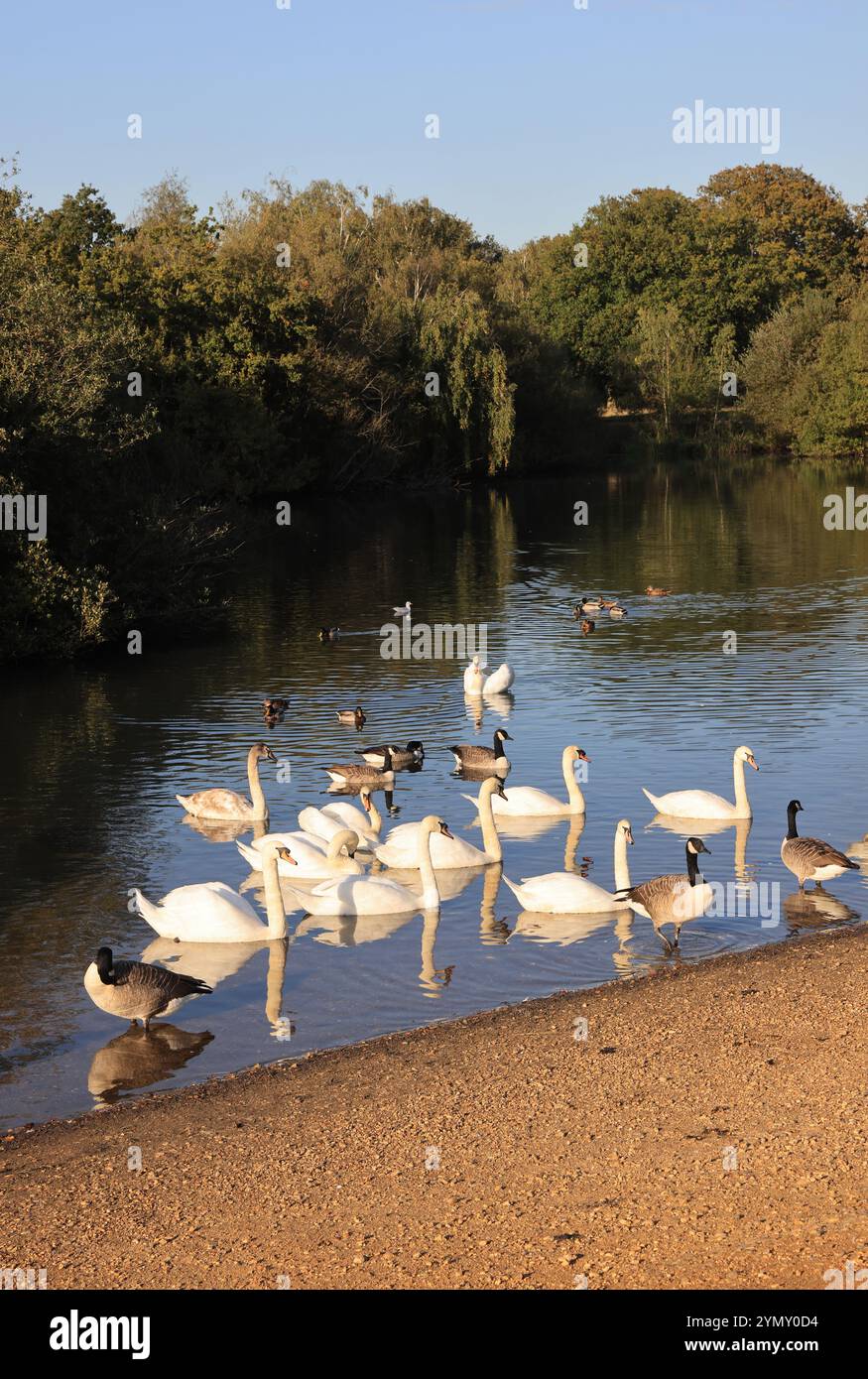 Hollow Pond, noto anche come Leyton Flats, frammento di Epping Forest nel nord di Leytonstone, ne Londra, Regno Unito Foto Stock