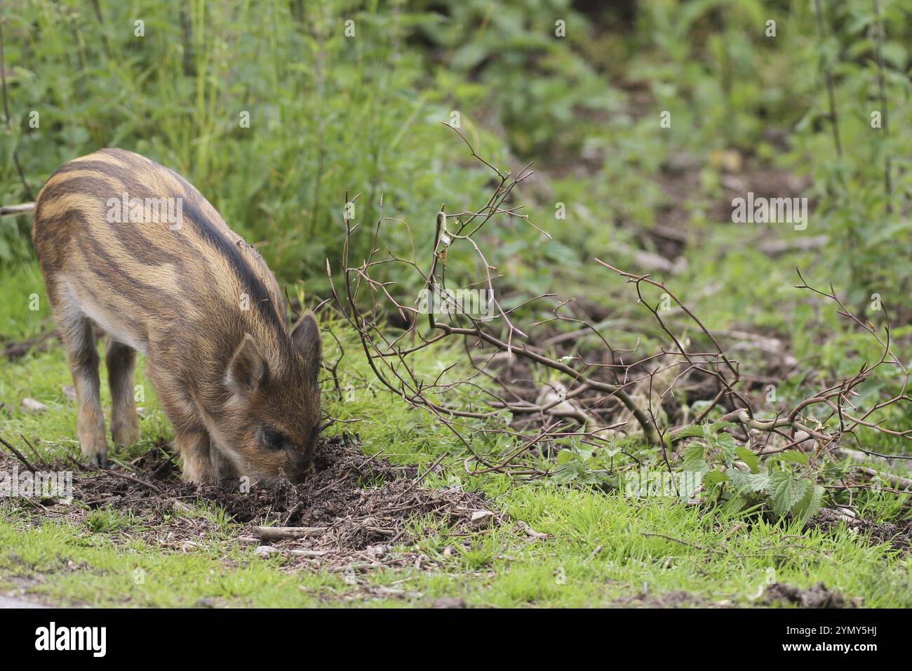 Cinghiale (Sus scrofa), allevamento di cinghiali freschi nel campo, Dalarna, Svezia meridionale, Europa Dalarna/Svezia meridionale, Svezia, Europa Foto Stock
