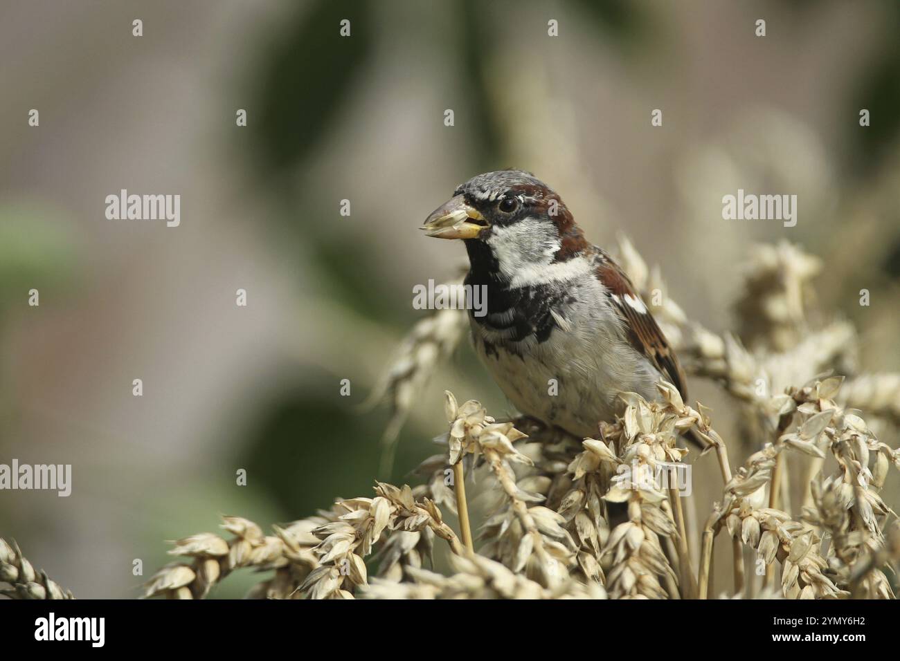 Passero domestico (Passer domesticus) foraggio maschile in un campo di grano, Allgaeu, Baviera, Germania Allgaeu, Baviera, Germania, Europa Foto Stock
