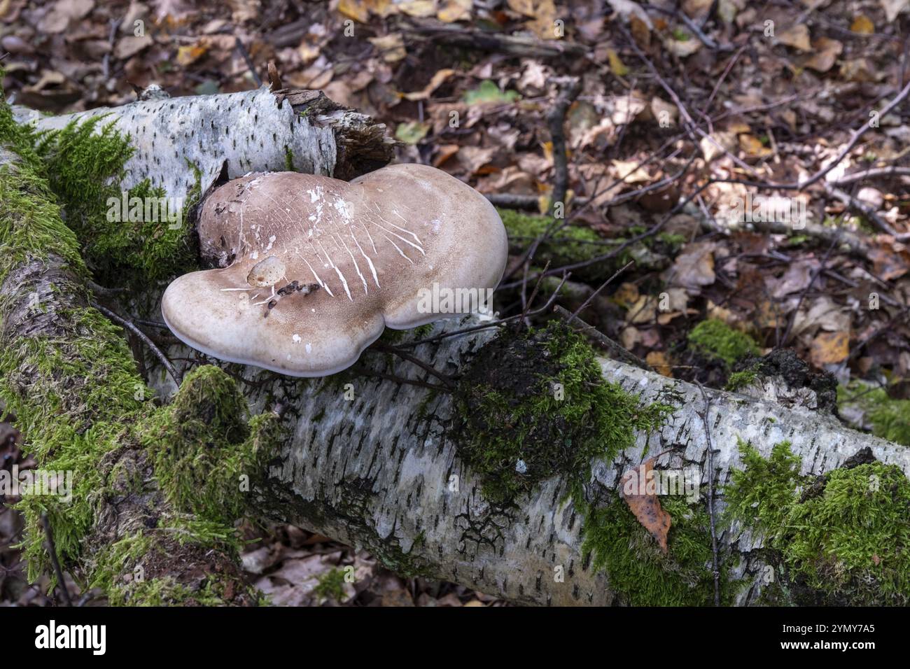 Grande fungo arboricolo su un albero di betulla Foto Stock