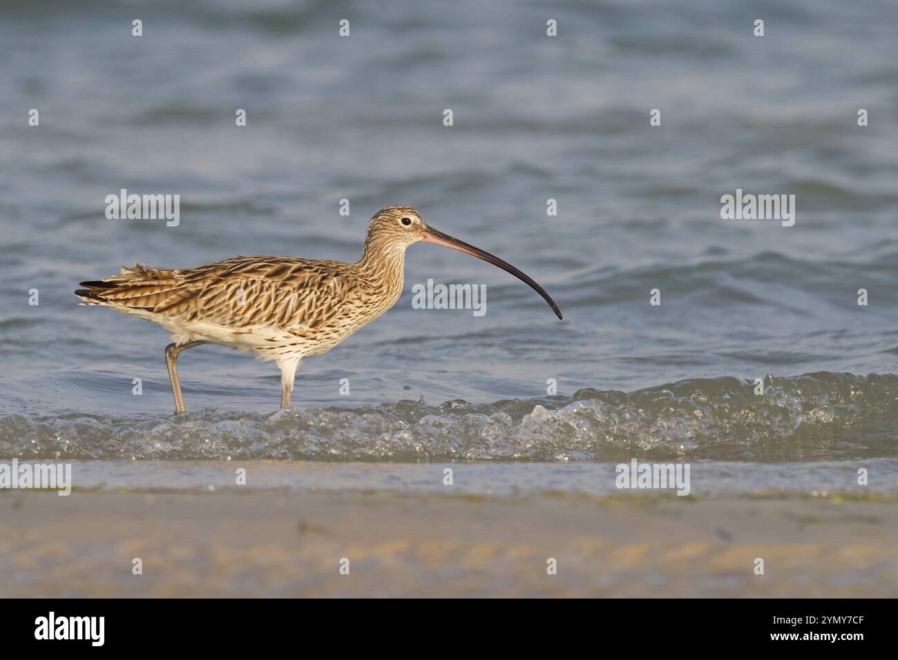 Curlew eurasiatica, Curlew (Numenius arquata), famiglia di cecchini, biotopo, habitat, fonte di alimentazione al Ghidin, Barr al Hikman, al Wusta, Oman, Asia Foto Stock